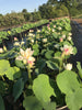Green Maiden Lotus <br>Heavy Bloomer! Early Bloomer!
