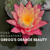 Gregg's Orange Beauty Waterlily  <br> Medium Hardy Water Lily