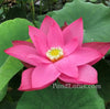 Heartthrob Lotus  <br>  Tall  /  Dazzling, rosy-red blooms!