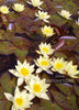 Helvola Pygmy Waterlily  <br> Dwarf Hardy lily