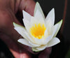 Hermine small-medium Hardy Water Lily <br>Top 20 Bloomer!