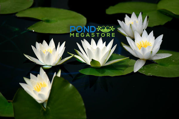 Hermine small-medium Hardy Water Lily <br>Top 20 Bloomer!