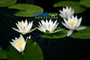 Hermine small-medium Hardy Water Lily <br>Top 20 Bloomer!