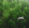 Hornwort Bunched, <br> Starves algae and protects fish