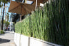 Horsetail Rush Pond Plant (Equisetum Hymale)