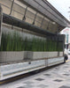 Horsetail Rush Pond Plant (Equisetum Hymale)