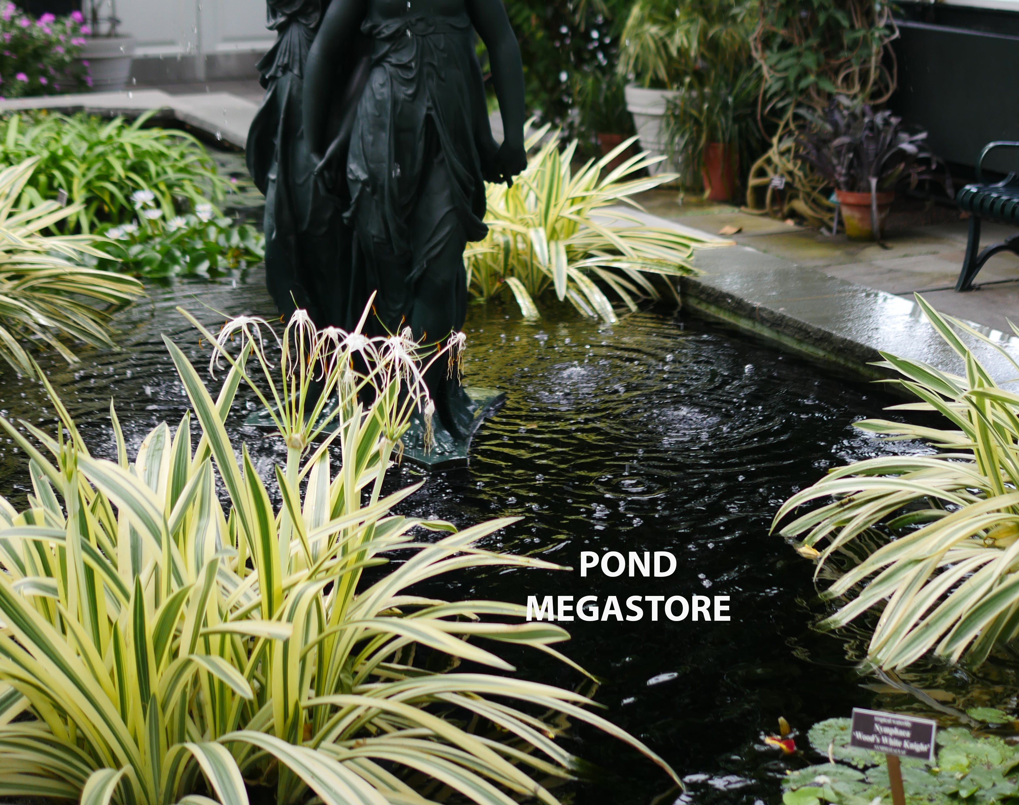 spider lily pond plant variegated spider lily for sale, variegated spider lily... – Pond Megastore