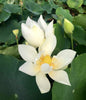 Immaculate Lotus  <br>  Tall  / Impeccable White Blooms!