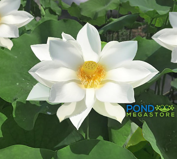 Immaculate Lotus  <br>  Tall  / Impeccable White Blooms!