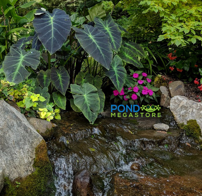 Imperial Taro <br> (Colocasia Antiquorum Illustris) <br> - pondmegastore
