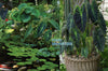 SALE! Imperial/Black Beauty <br> (Colocasia Antiquorum Illustris) <br> Available now