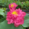 Impressions Of Westlake Lotus   <br>  DEEP RED Stunning blooms!
