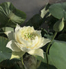 Jade Cloud Lotus  <br>  Tall Heavenly white blooms!