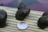Trapdoor Pond Snails <br> (Bulk Quantity 50 or more) From the fishery