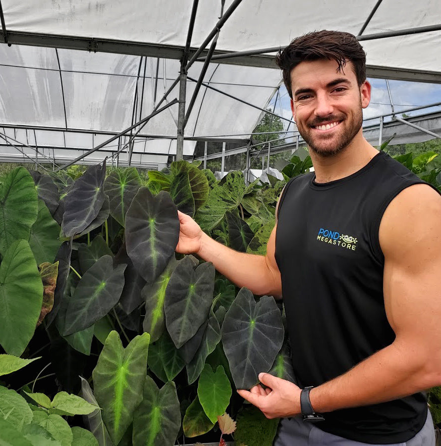 colocasia antiquorum illustris elephant ear plant Colocasia esculenta Illustris Imperial taro pond plants – Pond Megastore