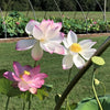 Jianxuan 17 Lotus <br>Top Seed Producer! / Edible Tubers  ❤️