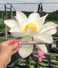 Jianxuan 17 Lotus <br>Top Seed Producer! / Edible Tubers  ❤️