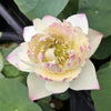 Jinling Frost Lotus  <br> Petal tips are frosted with color!