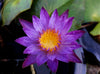 Lindsey Woods Water Lily <br> Very Fragrant