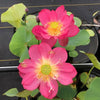 Little Longevity Star Lotus  <br> Brilliant-Red Blooms!