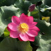 Little Red Chrysanthemum Lotus<br> ❤️ Zac's Top 10 Lotus! ❤️