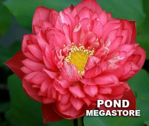 Deepest Loving Lotus <br> Medium / Spectacular, Deep-Red!