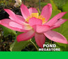 East Lake Pink Lotus <br> Tall / One of our very best bloomers!