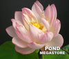Glowing Clouds In Evening Lotus <br> Dwarf / Lush, creamy-pink blooms!