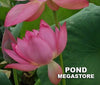 Sino American Red Lotus<br>Easy-Breezy Blooms!