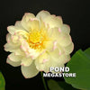 Olympic Lotus     <br>  Sumptuous color on ruffled petals!