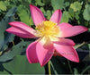 Pekinensis Rubra Lotus <br>Flowers are absolutely mesmerizing!