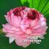 Traditional Thousand Petals Lotus <br> Stunning, multi-hearted blooms!