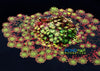 Mosaic Plant (Ludwigia sedioides)