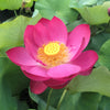 Magnificent Lotus  <br>  Tall / Brilliant Red