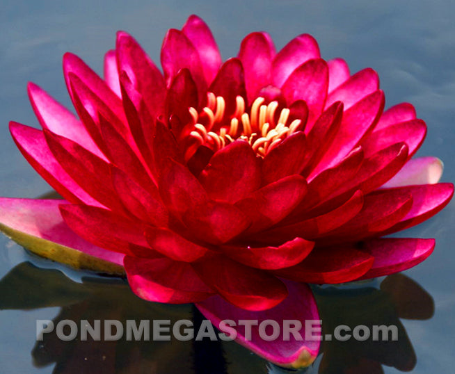 large red lily flower Premium Grower's Choice Hardy Water Lilies - Red Water Lily Seedling