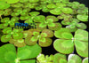 Lucky's Four Leaf Clover <br>EASY FOR BEGINNERS!!!