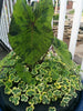 Mojito Taro (Colocasia) <br> Live plants, not bulbs !
