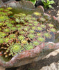 Mosaic Plant (Ludwigia sedioides)
