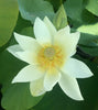 Nanjing Noble Lotus  <br>  Long petaled white blooms!