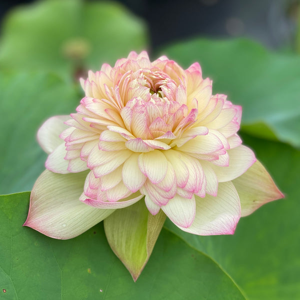 Nanzhou Buddha Light Lotus  <br>❤️ Zac's TOP 25 Lotus!