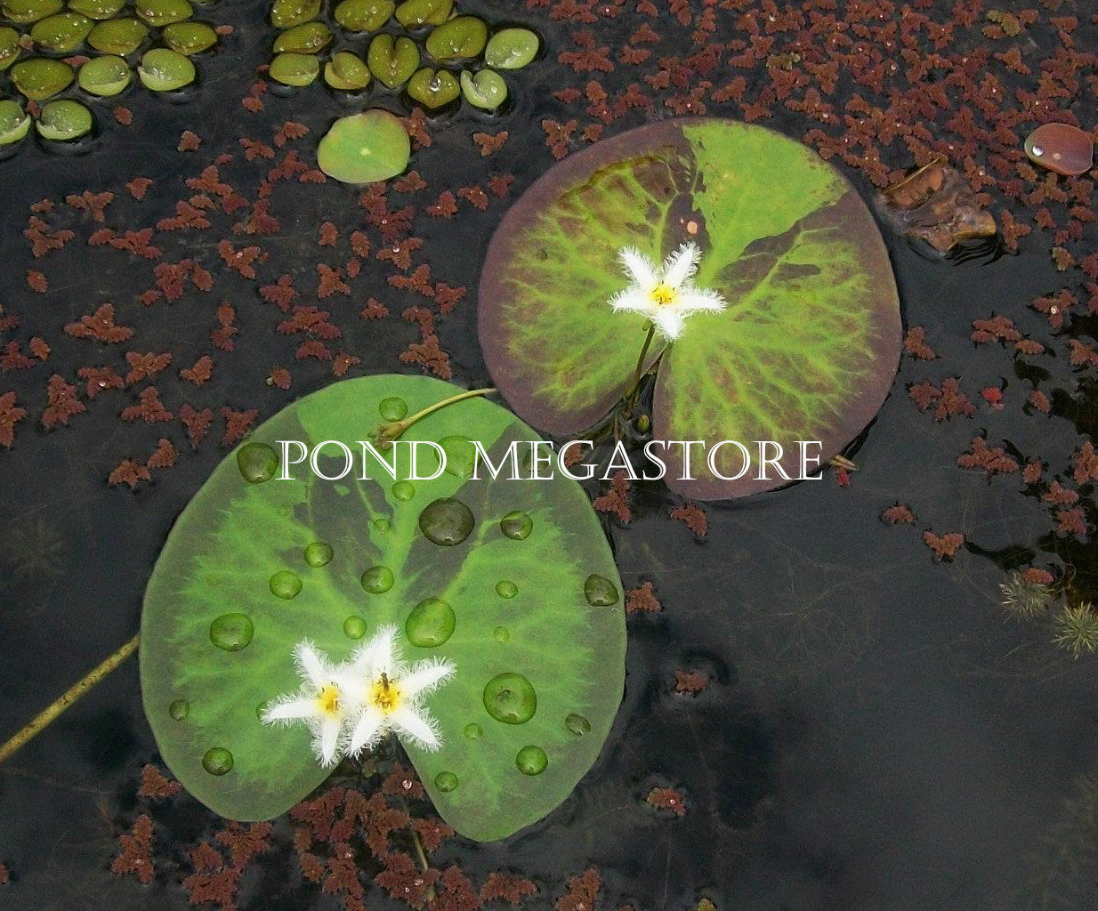 Montana Butterfly <br> Variegated Water Snowflake (Nymphoides) - pondmegastore