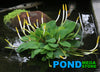 Golden Club,'Orontium Aquaticum'