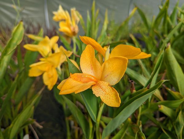 Glorious Purpose, water canna (Dwarf 10-15 inches tall)