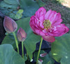 Pearls On A Red Plate Lotus <br>Micro-Bowl/Heavy Bloomer!