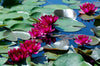Baby Red Small Hardy Water Lily <br>