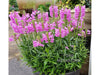 Aquatic Snapdragons 'Pink Boquet' <br> (Physostegia)