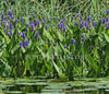 Pickerel Rush, 'Blue Heaven' (Pontederia Cordata) <br> Blooms early summer into fall!