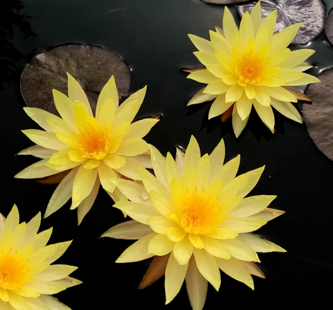 Pin Waree Hardy Waterlily<br> Top 5 Hardy Waterlily (Heavy Bloomer!)