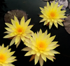 Pin Waree Hardy Waterlily<br> Top 5 Hardy Waterlily (Heavy Bloomer!)