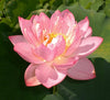 Little Pink Beauty Lotus  <br> Luminous cup shaped blooms!